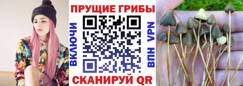 Галлюциногенные грибы GOLDEN TEACHER  Купить  Арамиль 